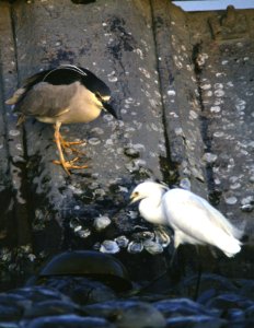 Black Crowned Night Heron and Snowy Egret photo