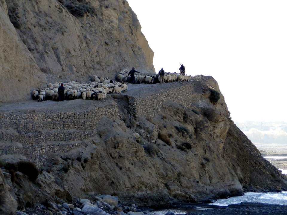 Sheep herding