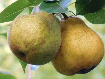 Food healthy sweet