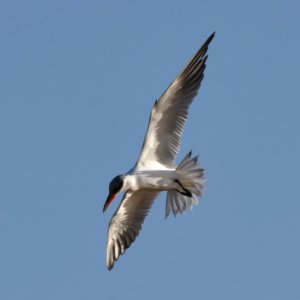 Caspian tern (2) photo