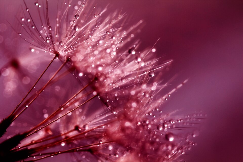 Purple flower nature