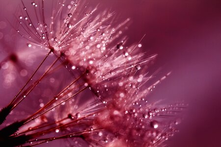 Purple flower nature
