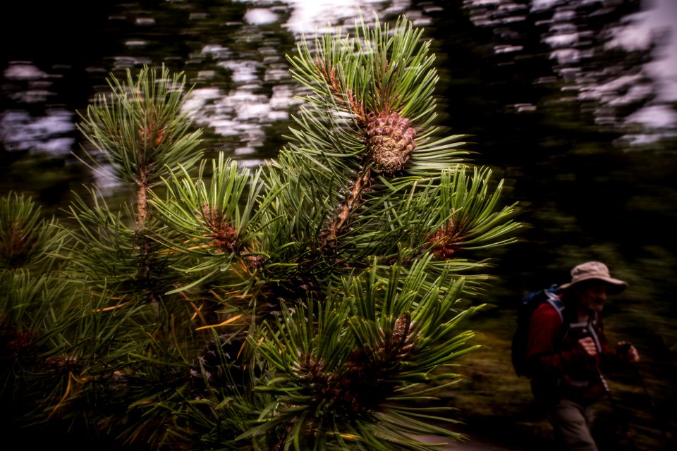 Lodgepole Pine - Pinus contorta