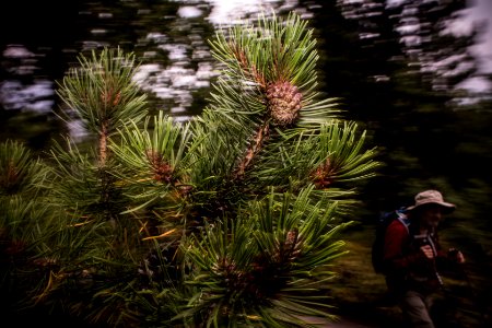 Lodgepole Pine - Pinus contorta photo