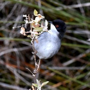 Sardinian Warbler)