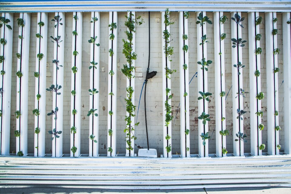 Vertical farm vertical garden lettuce