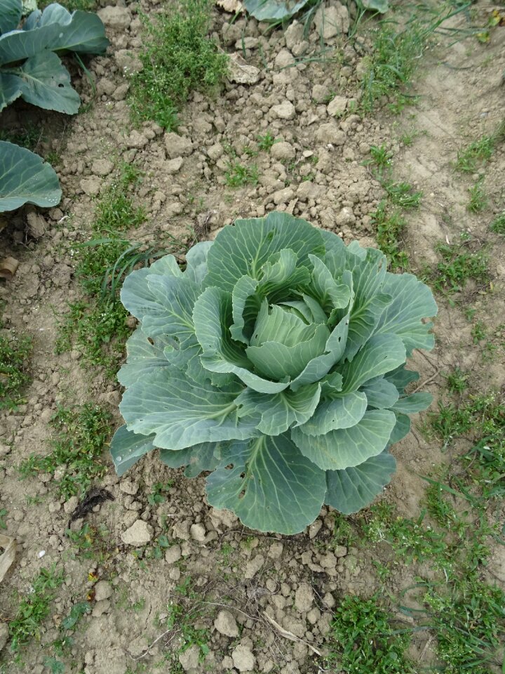 Food fresh vegetables