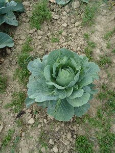 Food fresh vegetables