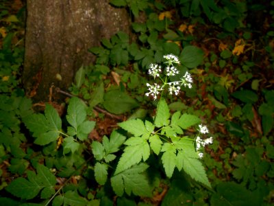 Finding Flowers in the Woods photo