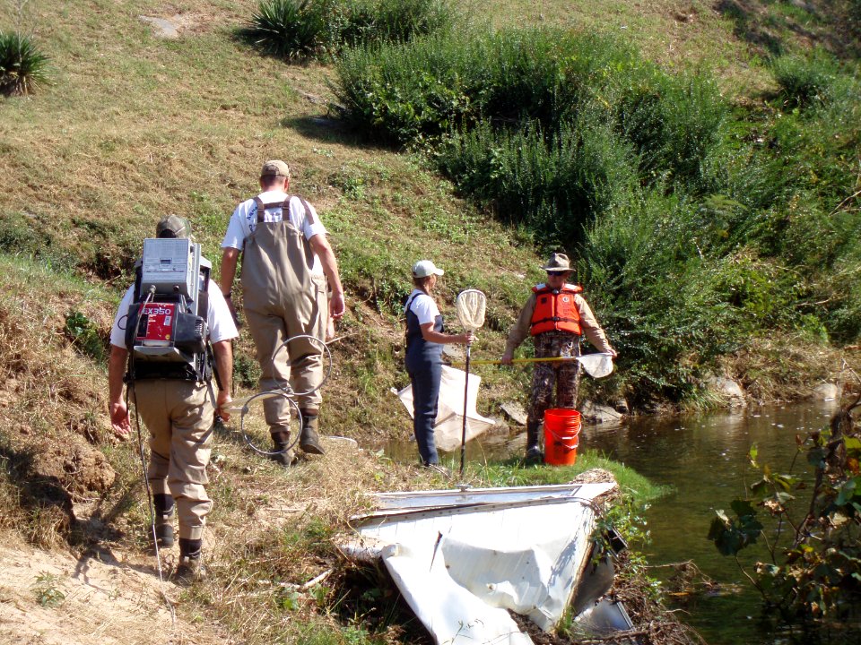 Electrofishing survey on the Pigg River