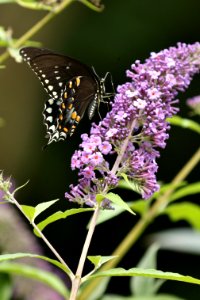 Spicebush swallowtail photo