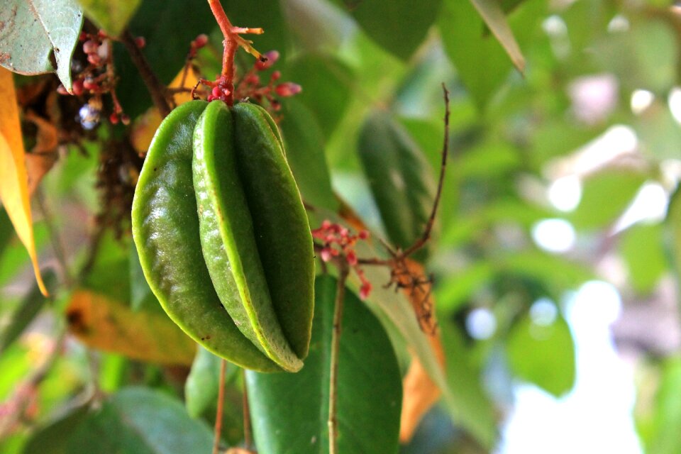 Plant food green stars