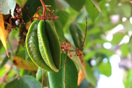 Plant food green stars