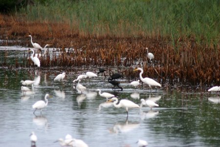 Egrets and Ibis