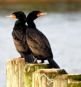 Double-crested Cormorants photo