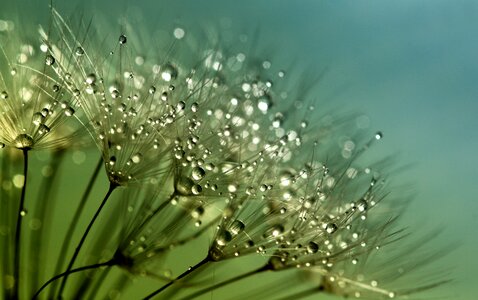 Nature summer spring