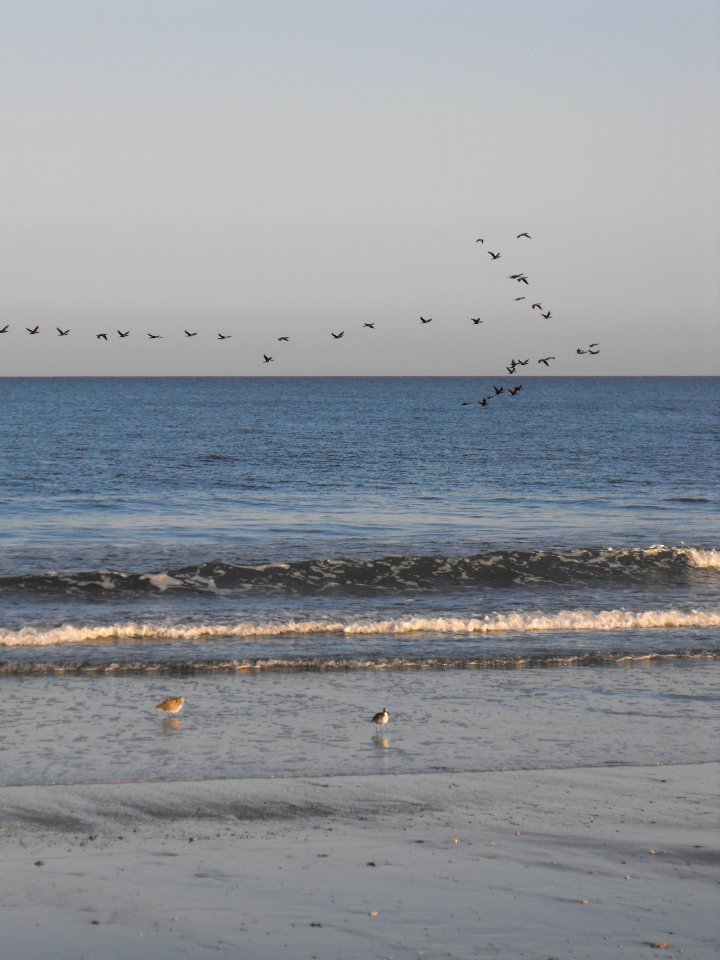 Migration over Wild Beach