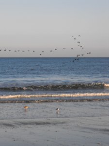 Migration over Wild Beach photo