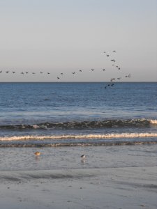 Migration over Wild Beach