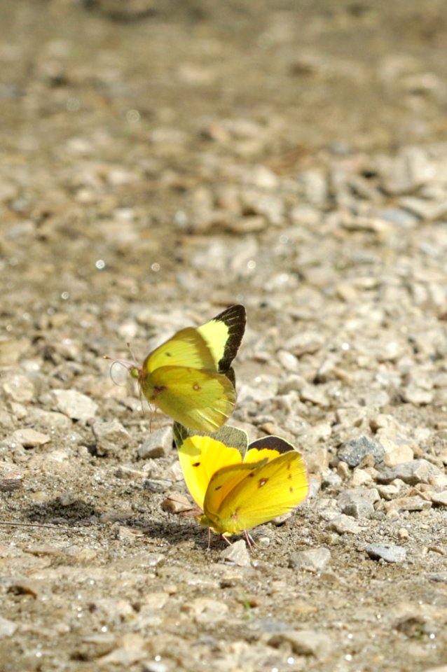 Clouded and orange sulphurs