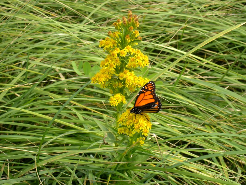 Monarch on Goldenrod photo