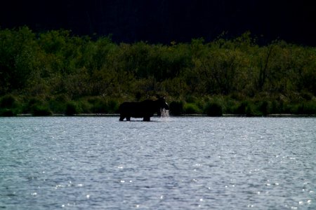 Moose at Kootenai Lakes photo
