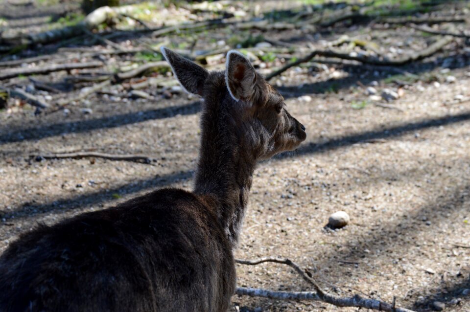 Wildlife park animal nature