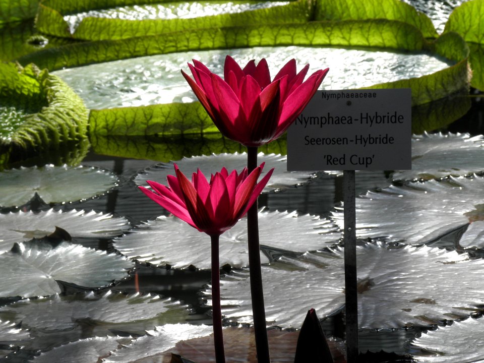 Botanischer Garten