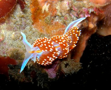 Hermissenda crassicornis