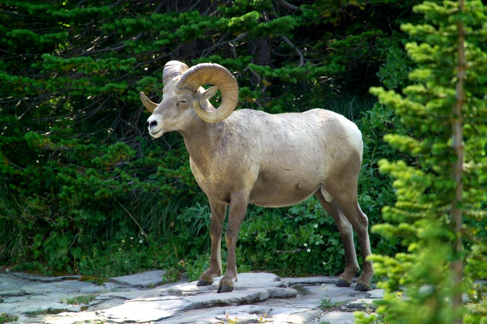 Bighorn ram photo