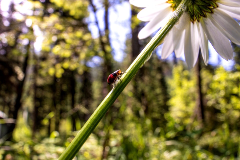 Spittle Bug on a Flower