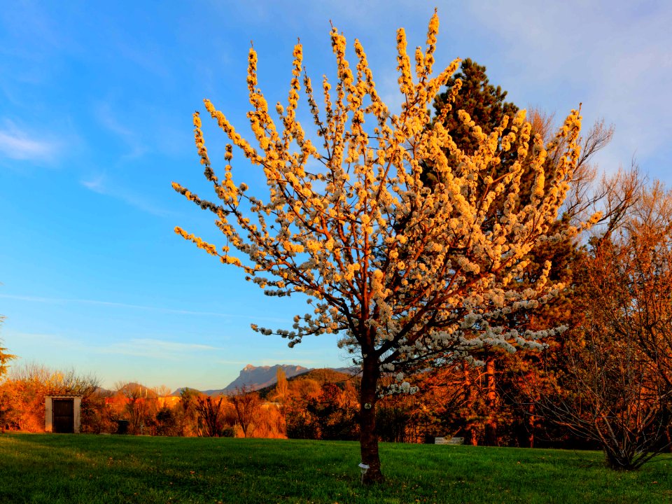 Kersenboom na zonnig dagje ...