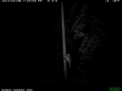 Wolverine - Trail Camera Picture