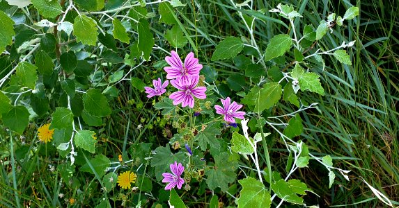 Malva Común (Malva sylvestris).