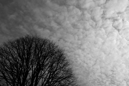 Tree and Sky photo