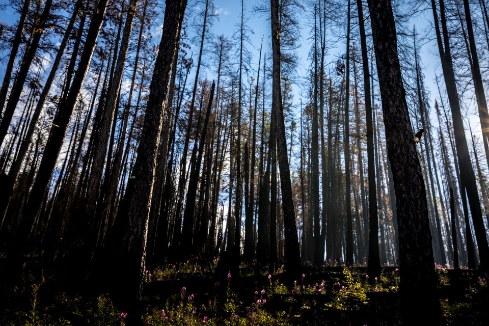 Three-Toed Woodpecker foraging in the Sprague Fire