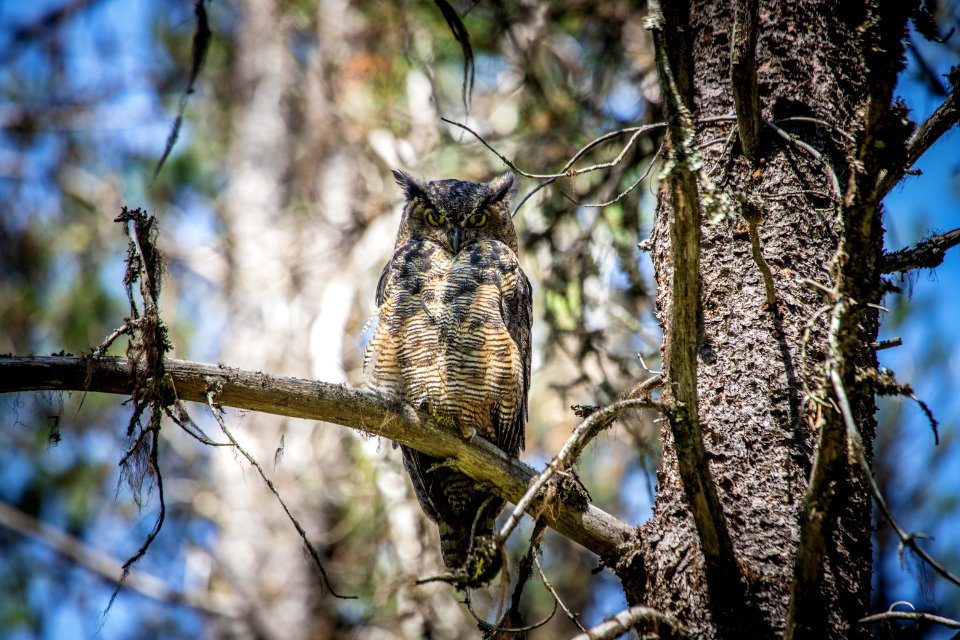 Great Horned Owl (Bubo virginianus)