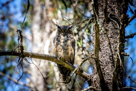 Great Horned Owl (Bubo virginianus)