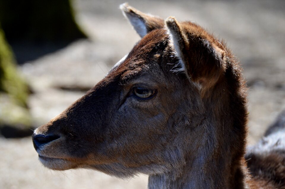 Wildlife park animal nature