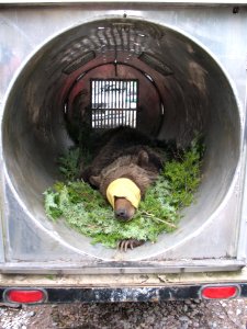 Tranquilized grizzly in a culvert trap (Northern Divide Grizzly Bear Project)