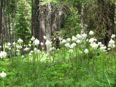 Beargrass (Xerophyllum tenax)