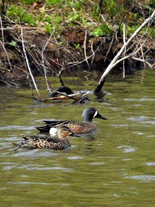 Blue-winged Teal