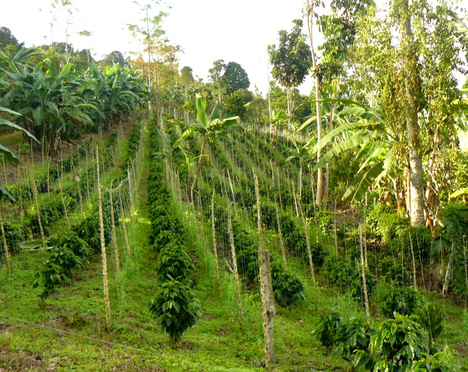 Reserve coffee farm in Colombia