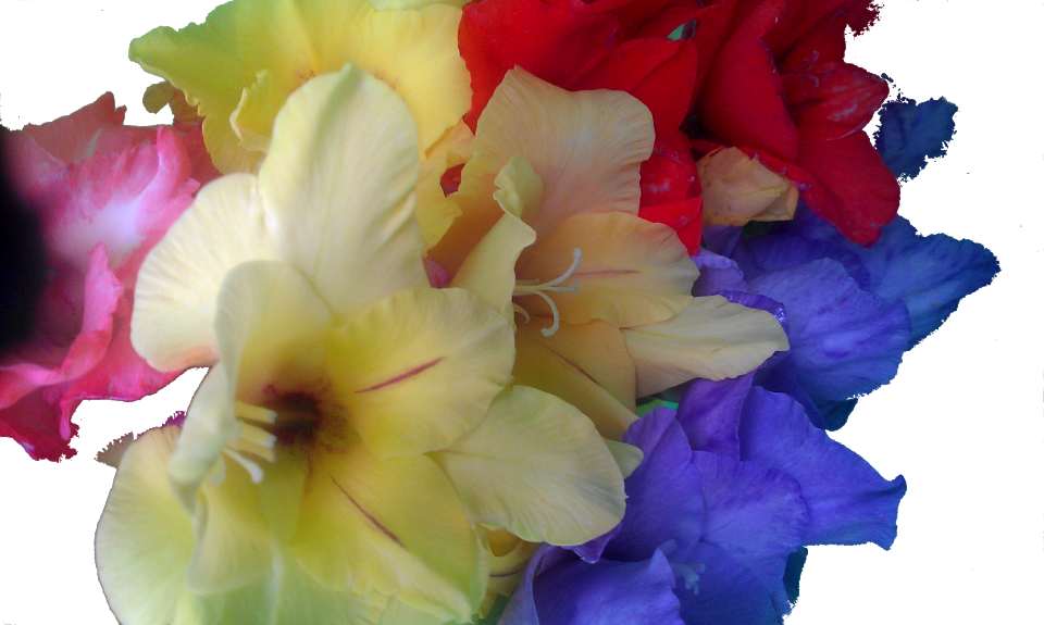 Gladiole photo