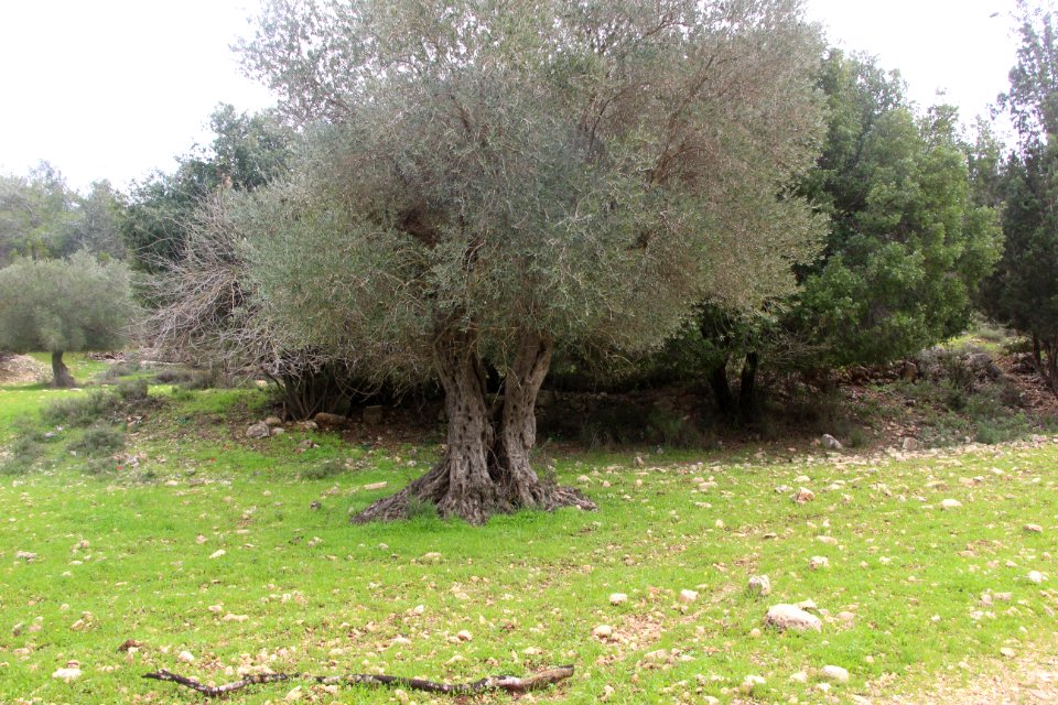 That old grey olive tree -Tel Tzuba