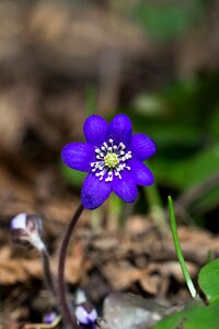 Plant spring hepatica photo