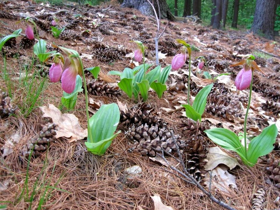 Lady Slipper at Assabet River National Wildlife Refuge