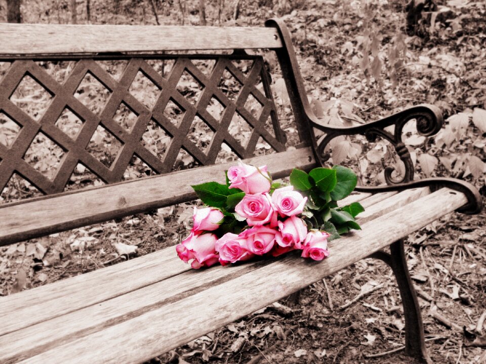 Bench flowers roses