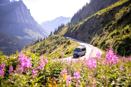 Fireweed Blooms along Going-to-the-Sun Road photo
