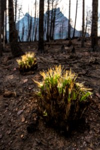 Reynolds Fire 2015